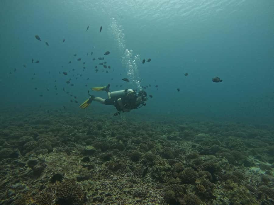 Muscat: Daymaniat Islands Scuba Diving for Beginners - Marine Life at Daymaniat: Turtles, Rays, Eels, and Reef Color