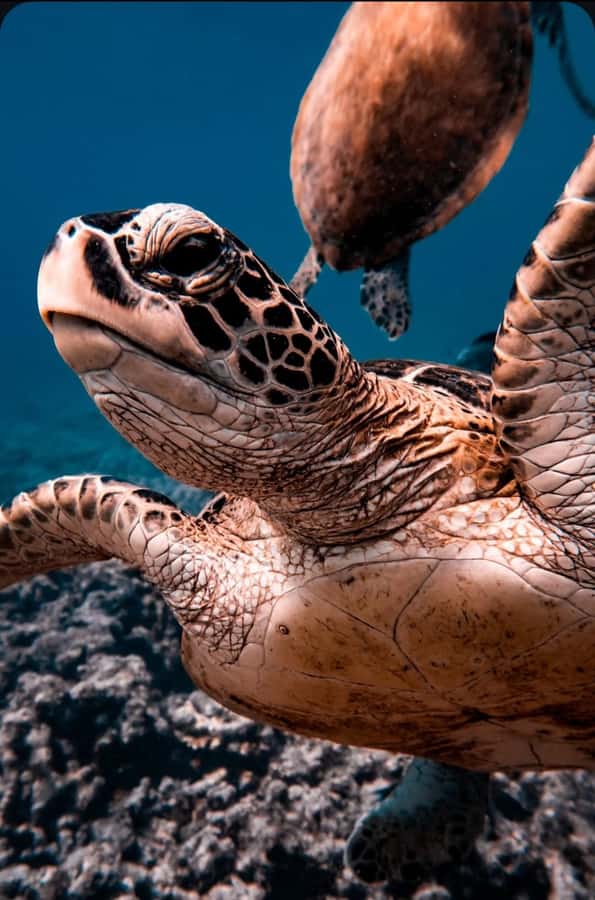 Muscat: Daymaniat Islands Snorkeling Tour with Refreshments - Daymaniyat Islands: real turtle country in a protected reserve