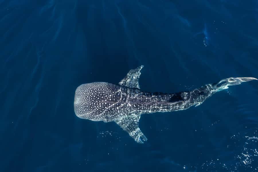 Muscat: Daymaniat Islands Snorkeling Tour with Refreshments - Your 4-hour flow: two snorkeling sites, plus possible beach time