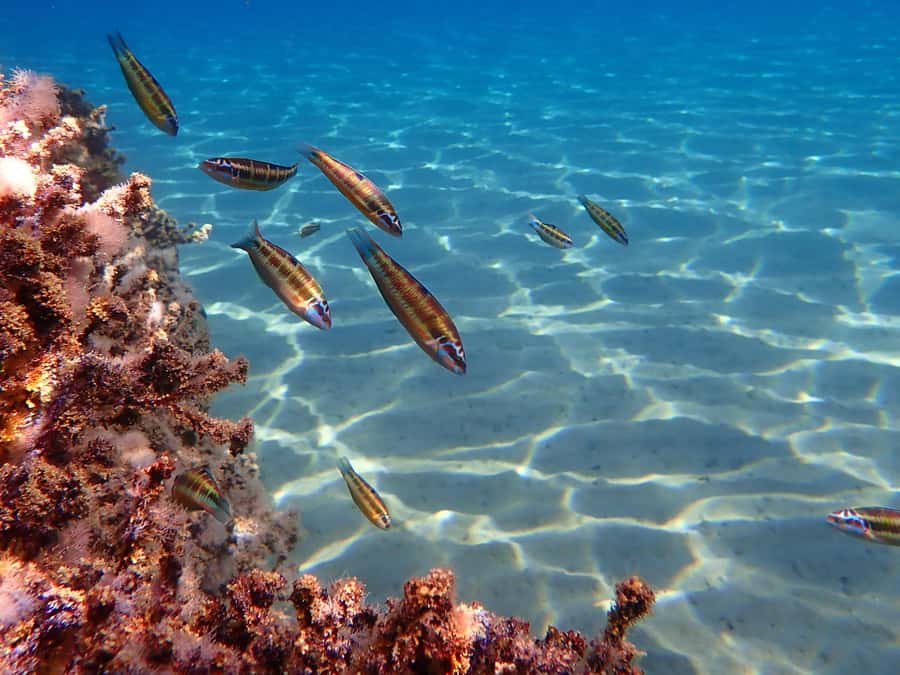 Muscat: Daymaniat Islands Snorkeling Tour with Refreshments - What you’ll see underwater: turtles, corals, rays, and occasional sharks