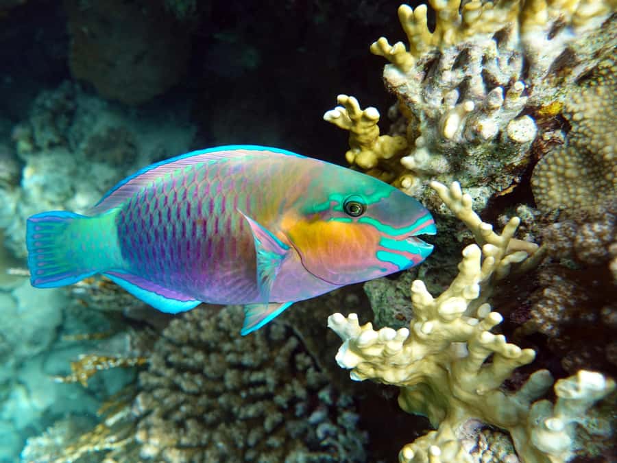 Muscat: Daymaniat Islands Snorkeling Tour with Refreshments - Beach time and seasonal access: when you can step ashore