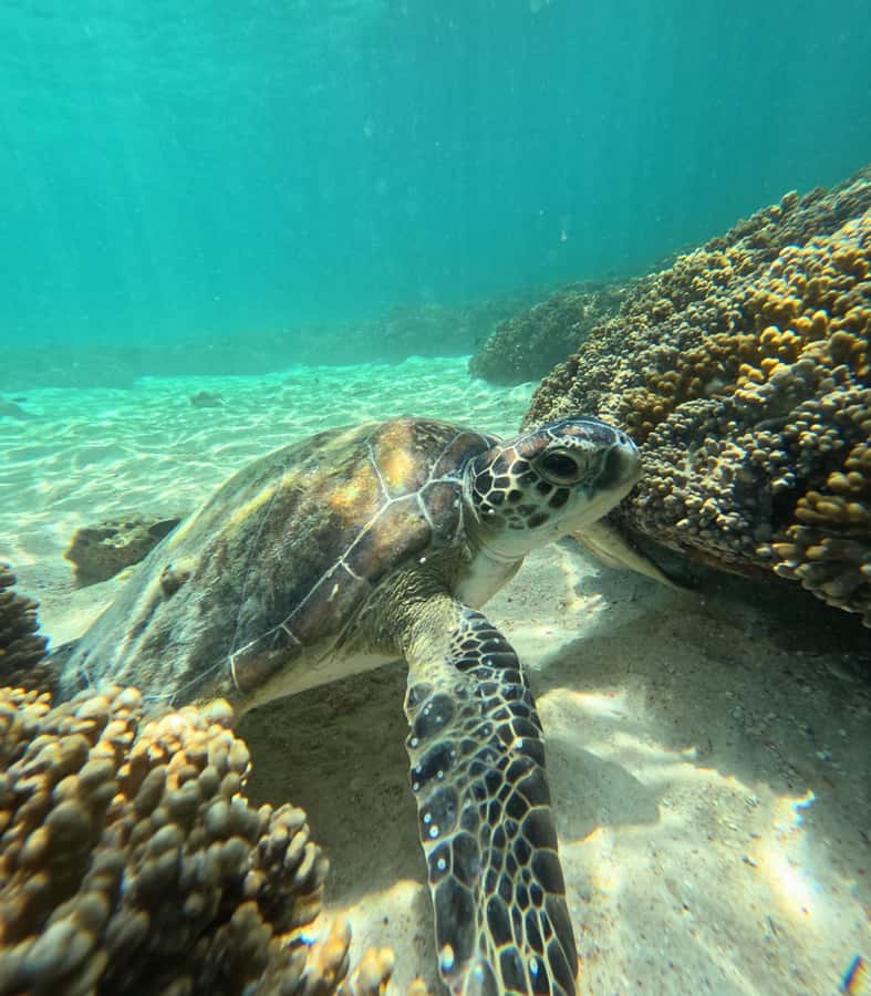 Muscat: Daymaniat Islands Snorkeling Tour with Refreshments - Guides and captains: the difference between seeing fish and feeling safe