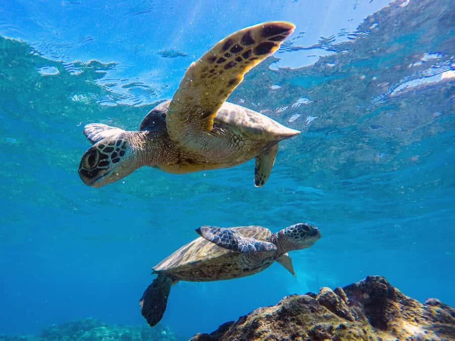 Muscat: Daymaniat Islands Snorkeling Tour with Refreshments - Price and value: is $72 per person fair for Daymaniyat?