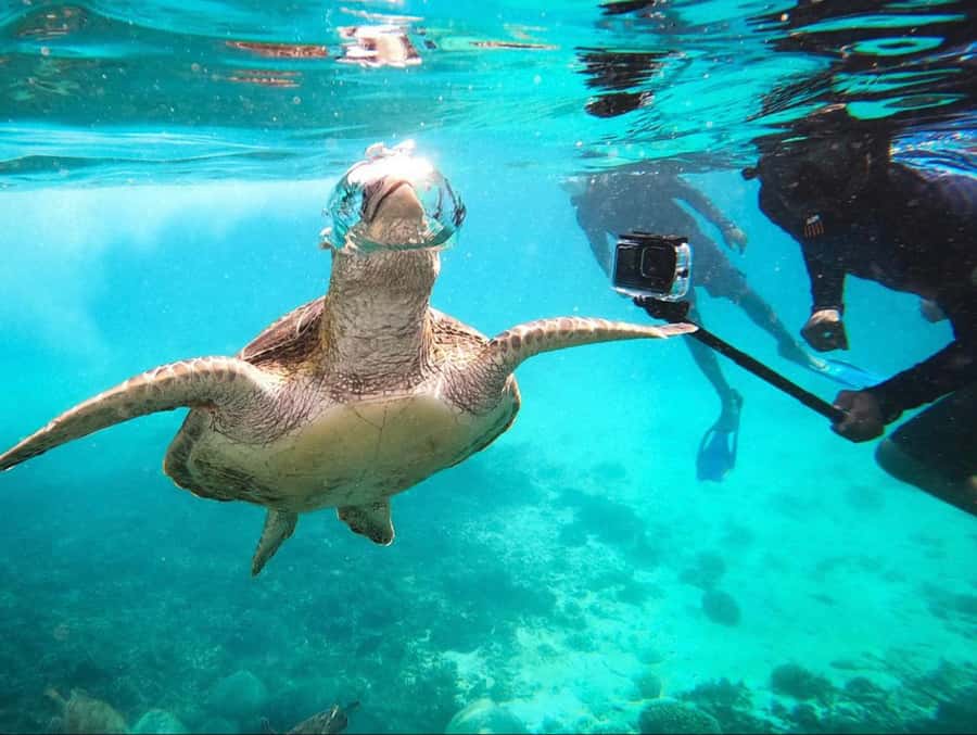 Muscat: Daymaniat Islands Snorkeling Trip with Brunch - Daymaniyat Islands Snorkeling: What Makes It Worth Your Time