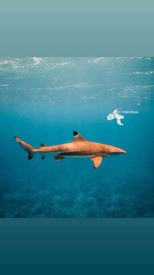 Muscat: Daymaniat Islands Snorkeling Trip with Brunch - Island Time on the Beaches, Plus Optional Mountain Views
