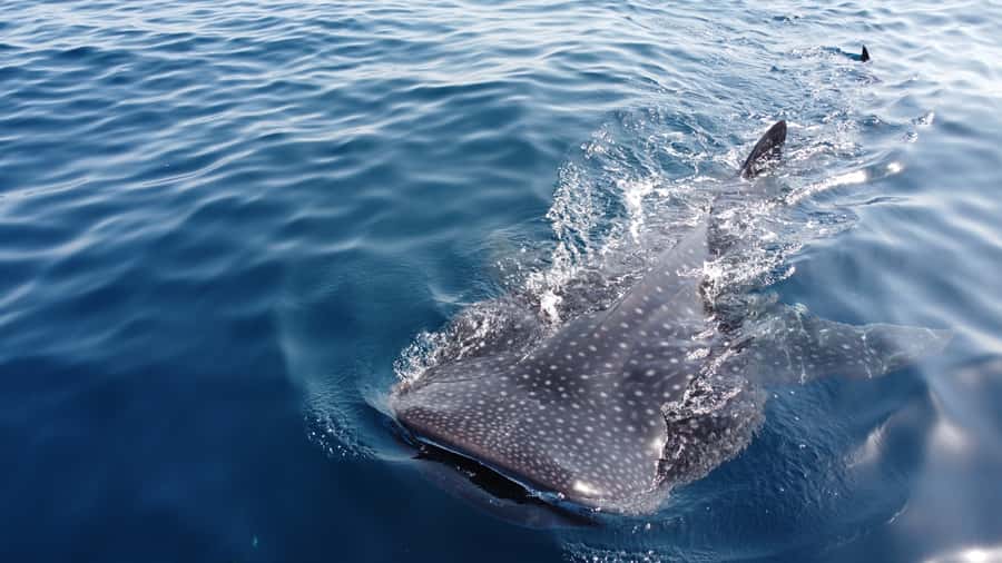 Muscat: Daymaniat Islands Tour - Key Highlights You’ll Feel Immediately