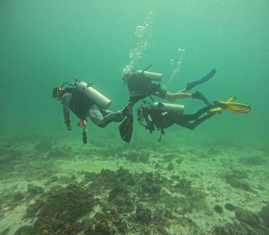 Muscat: Daymaniat Islands Try Scuba Diving - Key Highlights You’ll Care About