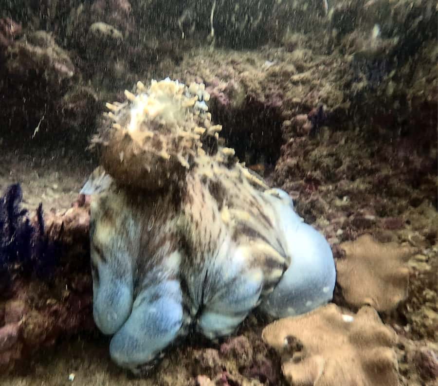Muscat: Daymaniat Islands Try Scuba Diving - Between Sessions: Food, Snacks, And Staying Comfortable