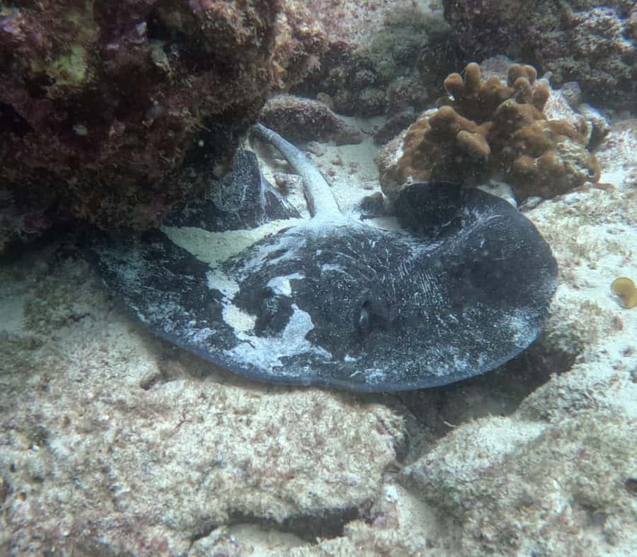 Muscat: Daymaniat Islands Try Scuba Diving - Price and Value: What You’re Actually Paying For