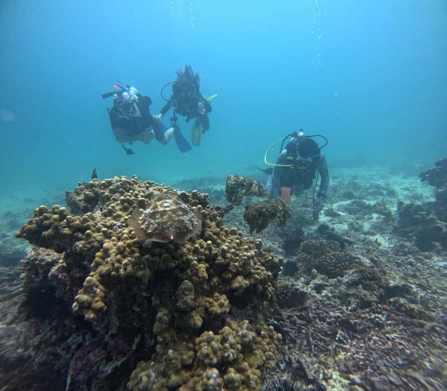 Muscat: Daymaniat Islands Try Scuba Diving - Who This Trip Fits Best (And Who Should Skip It)