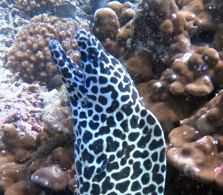Muscat: Daymaniat Islands Try Scuba Diving - Getting There: Seeb Marina, Meeting Point, And Timing You Can Plan Around