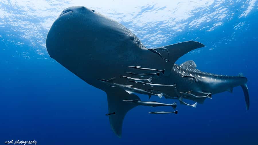 Muscat: Daymaniyat Island Scuba Dive 2 locations + BBQ Lunch - Key things that make this Daymaniyat trip worth your time