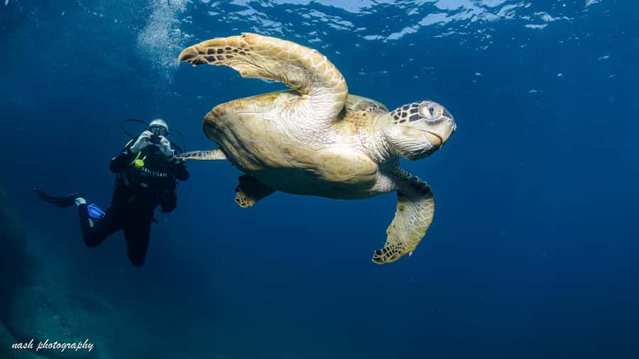 Muscat: Daymaniyat Island Scuba Dive 2 locations + BBQ Lunch - Daymaniyat Islands Nature Reserve: the real reason this trip feels special