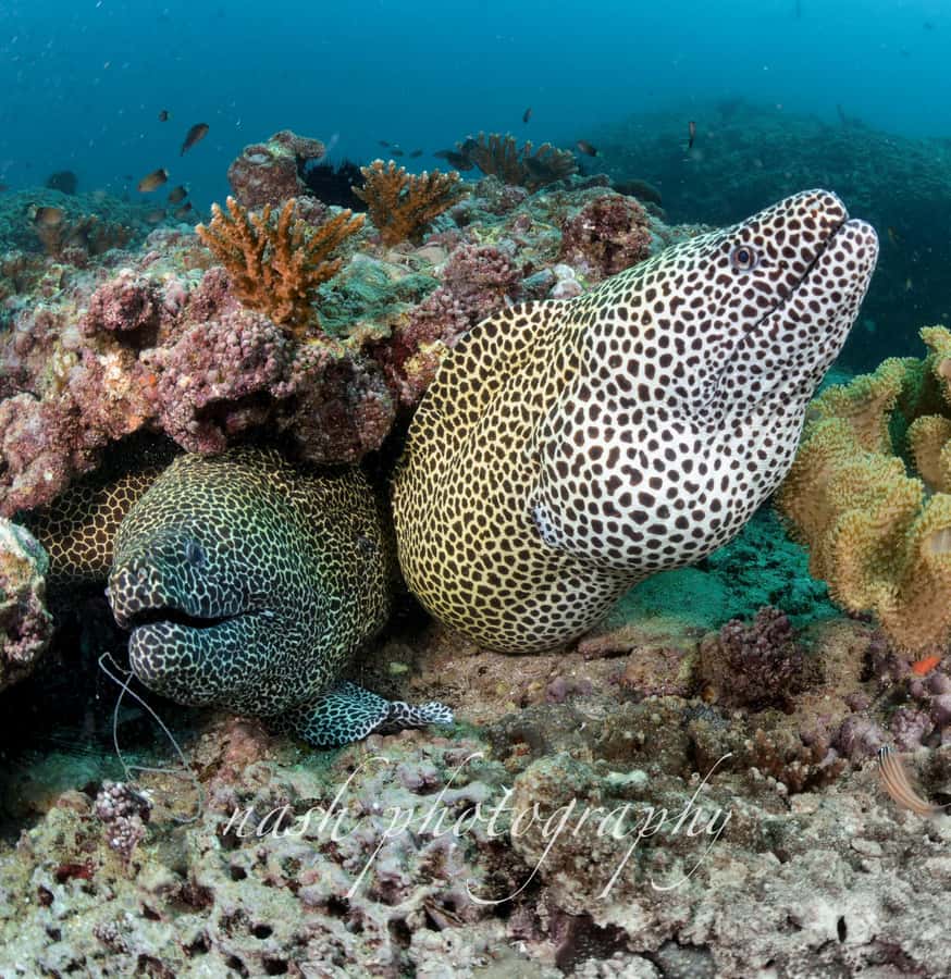 Muscat: Daymaniyat Island Scuba Dive 2 locations + BBQ Lunch - Who should book this, and who might skip it