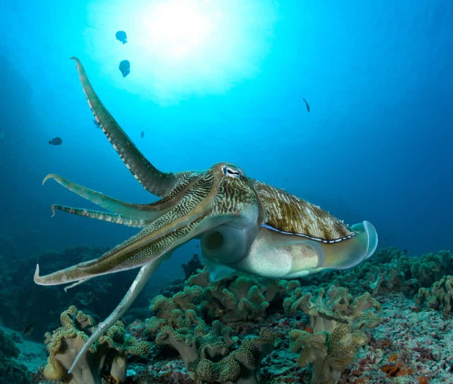 Muscat: Daymaniyat Island Scuba Dive 2 locations + BBQ Lunch - Getting there from Al Mouj Marina, and how the day starts on your schedule