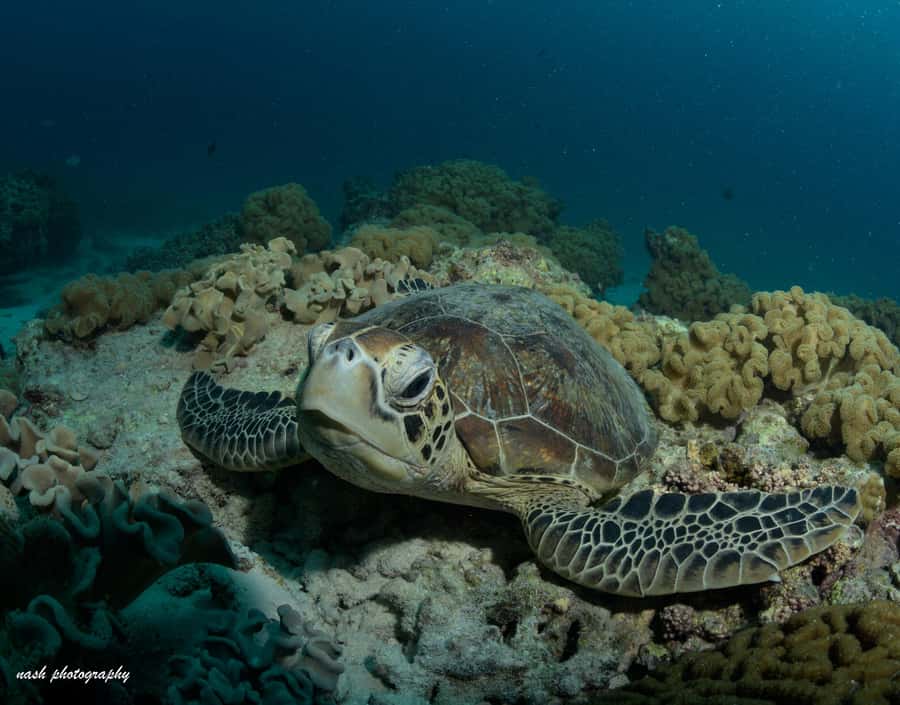 MUSCAT: Daymaniyat Island Snorkeling & Try-Dive + BBQ Lunch - Your 1-on-1 Try Scuba Session: What You Actually Get