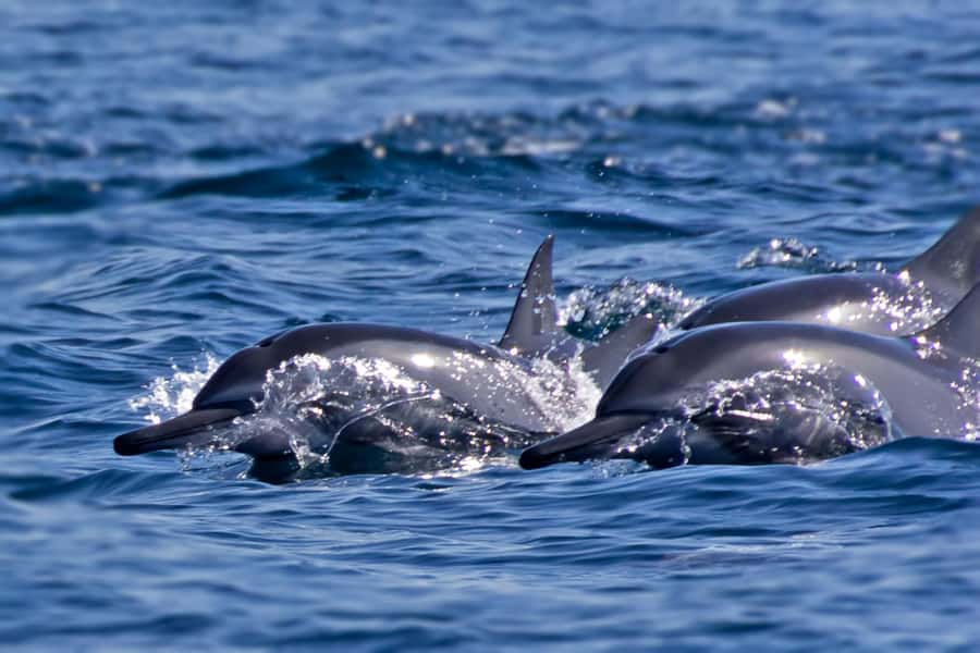 Muscat: Daymaniyat Islands Private Boat Tour with Snorkeling - Picnic lunch onboard: fuel without leaving the water