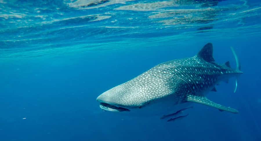 Muscat: Daymaniyat Islands Private Boat Tour with Snorkeling - Meeting points in Muscat: luxury-area convenience