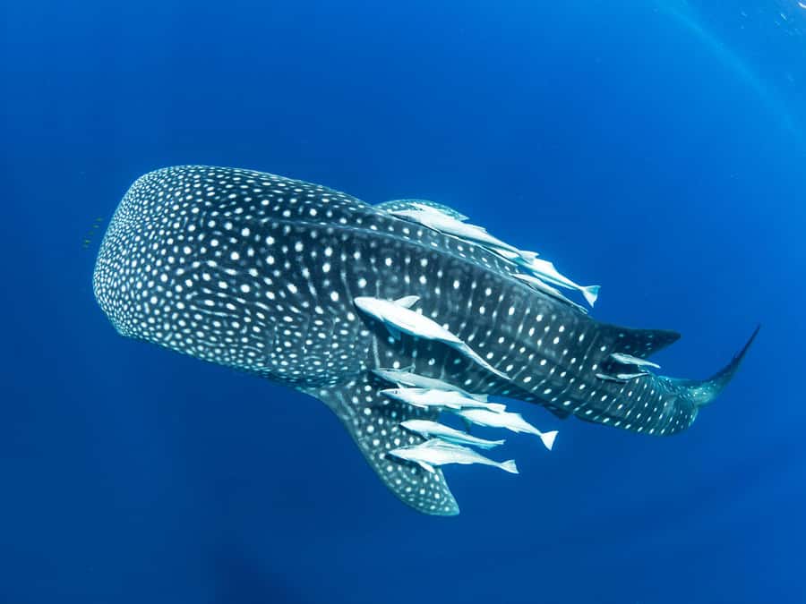 Muscat: Daymaniyat Islands Snorkeling Tour - Key Things That Make This Tour Worth It