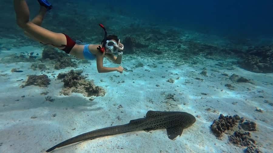 Muscat: Daymaniyat Islands Snorkeling Tour - Daymaniyat Islands Snorkeling in Muscat: What You’re Really Paying For