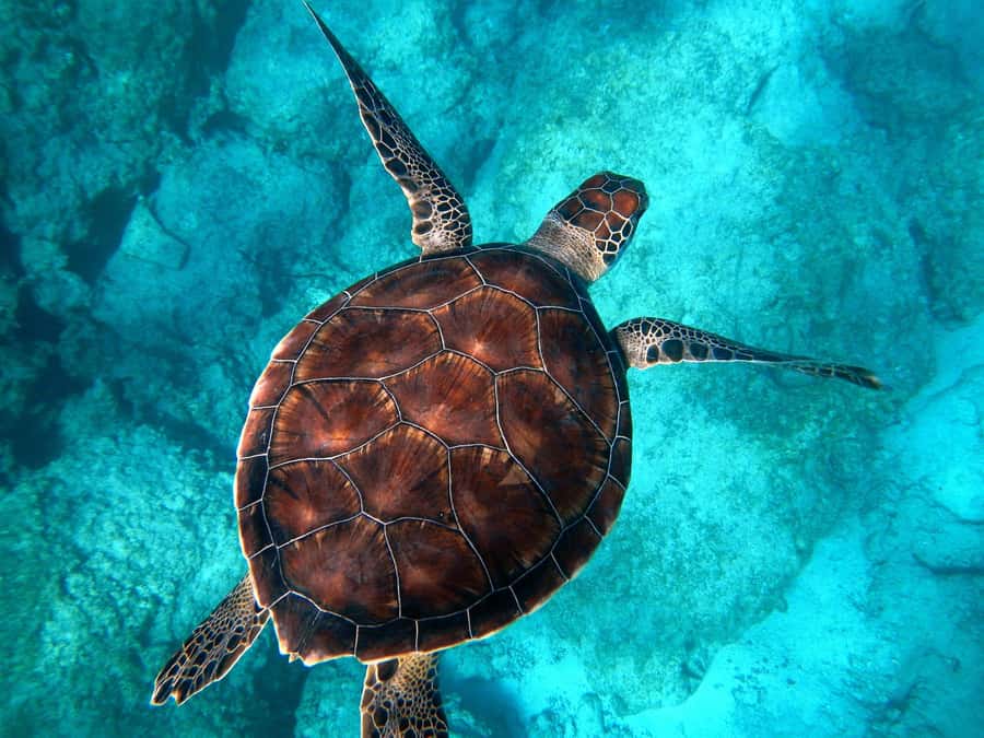 Muscat: Daymaniyat Islands Snorkeling Tour - On the Water With Big Blue: Boat Ride, Support, and Safety
