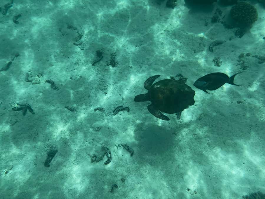 Muscat: Daymaniyat Islands Snorkeling Tour - Gear and Permits: The Stuff That Makes the Day Feel Effortless
