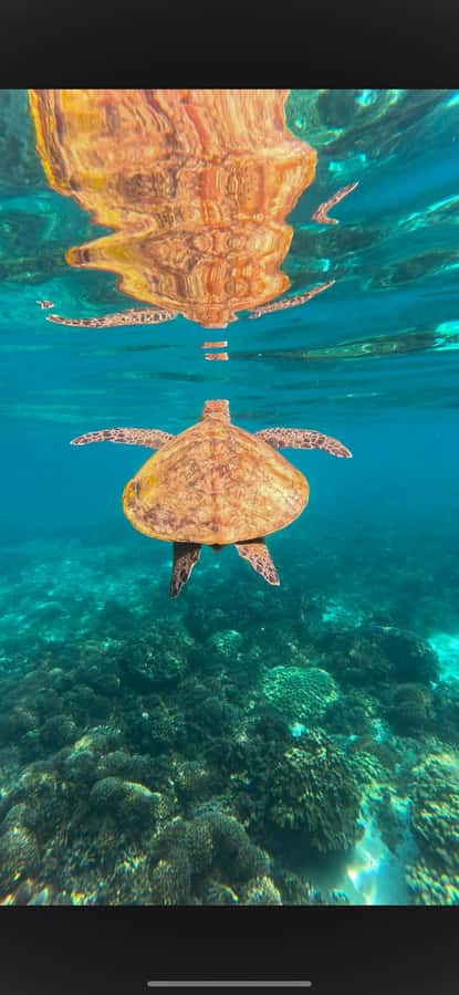 Muscat: Daymaniyat Islands Snorkeling Tour - Logistics That Matter: What’s Included, What’s Not, and What to Bring