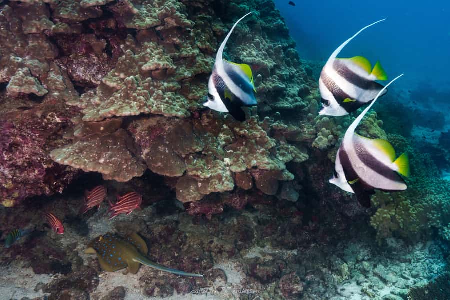 Muscat: Daymaniyat Islands Snorkeling Trip with BBQ Lunch - Meet at MolaMola Diving Center, then get sorted fast