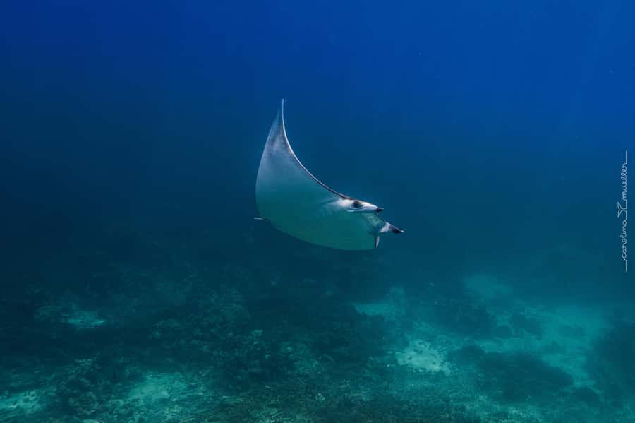 Muscat: Daymaniyat Islands Snorkeling Trip with BBQ Lunch - Wildlife protection rules change what you can do on the islands
