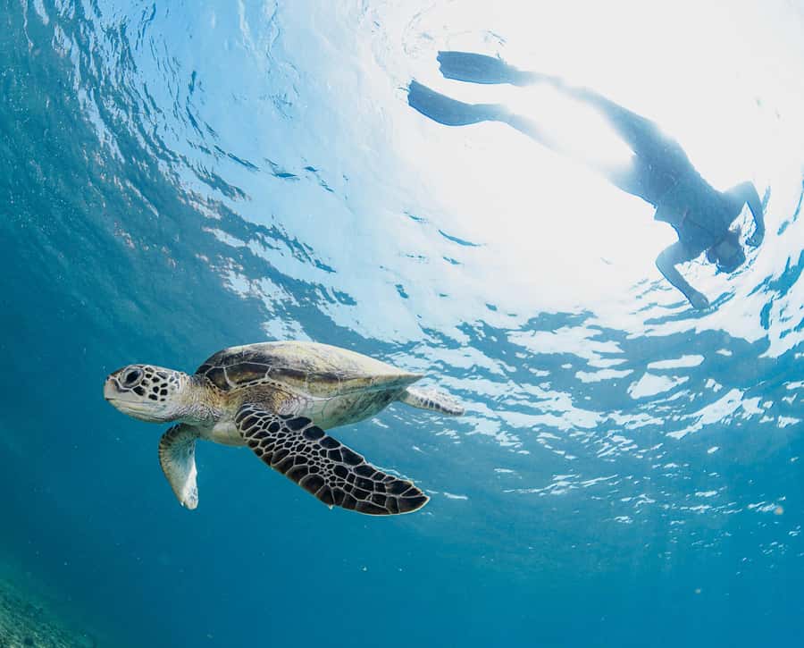 Muscat: Daymaniyat Islands Snorkeling Trip with BBQ Lunch - Price and value: what $70 gets you, and what to plan around