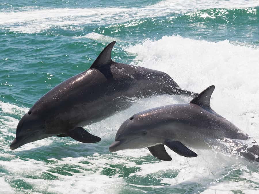 Muscat: Dolphin Watch & Snorkeling - The speed-boat ride: how the first stretch sets expectations