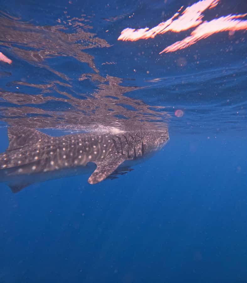 Muscat: Dolphin Watch & Snorkeling - The scenery and the “on the way” value you don’t want to skip