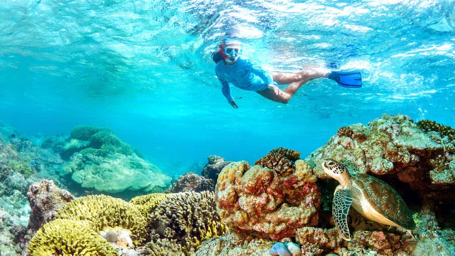 Muscat: Dolphin Watching and Snorkeling Tour - Key things I’d circle before you book