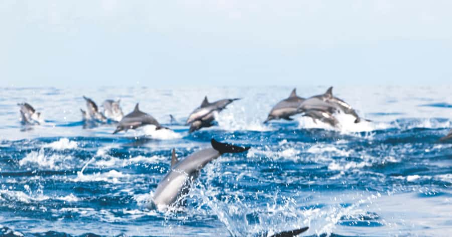Muscat: Dolphin Watching and Snorkeling Tour - Getting to the Dolphins: What Your Captain Looks For