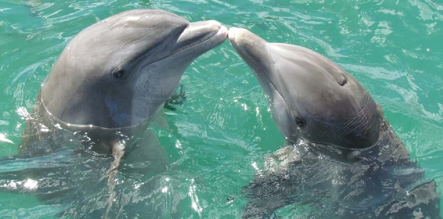 Muscat: Dolphin Watching and Snorkeling Tour - Snorkeling Off Bandar Khiran Bay: Turtles, Fish, and Real Water Time