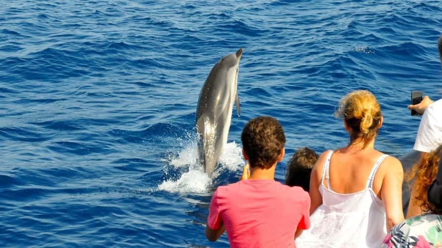 Muscat: Dolphin Watching and Snorkeling Tour - English Guide, Captain Support, and How to Get Better Photos