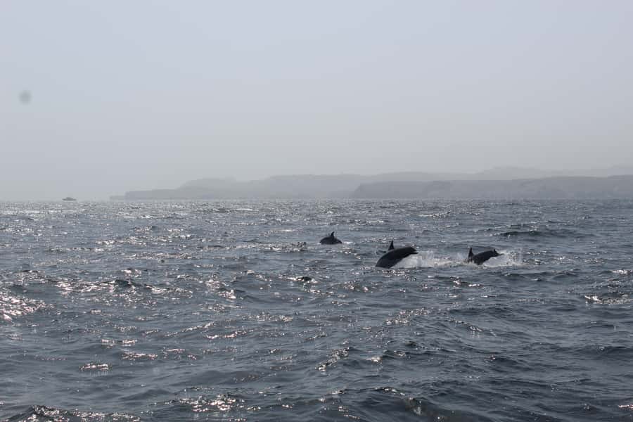 Muscat: Dolphin Watching and Snorkeling Tour By Speed Boat - The Dolphin Watching Phase: What Changes When the Dolphins Are Farther Out