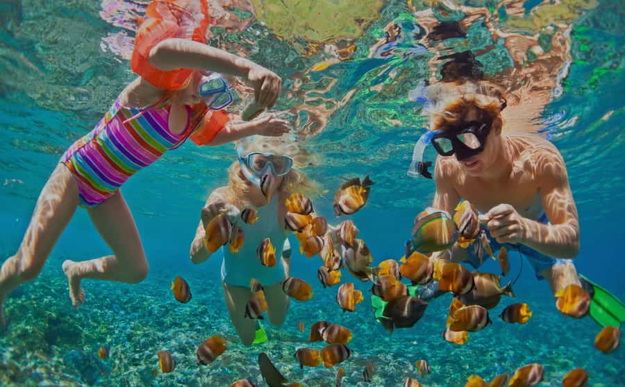 Muscat: Dolphin Watching and Snorkeling Tour - 4 Hours in Muscat: Pickup, Transfer, and Time on the Water