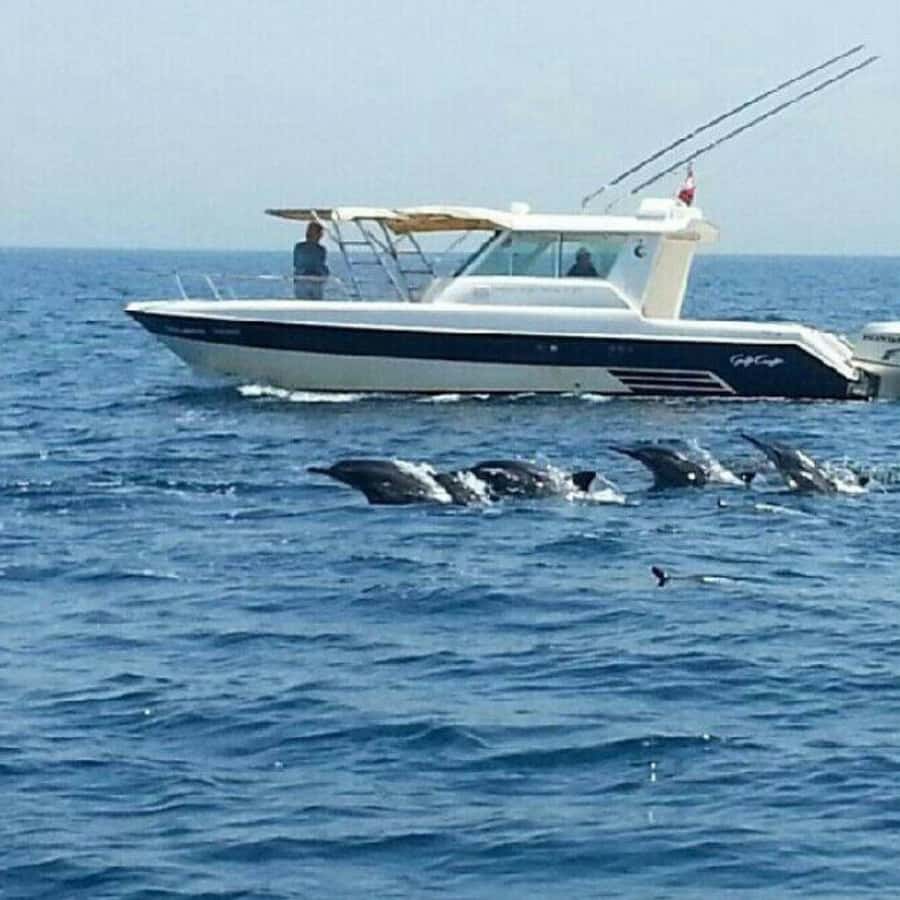 Muscat: Dolphin Watching and Snorkeling Trip - Dolphin Watching in Muscat, Then Snorkeling at the Best Angle