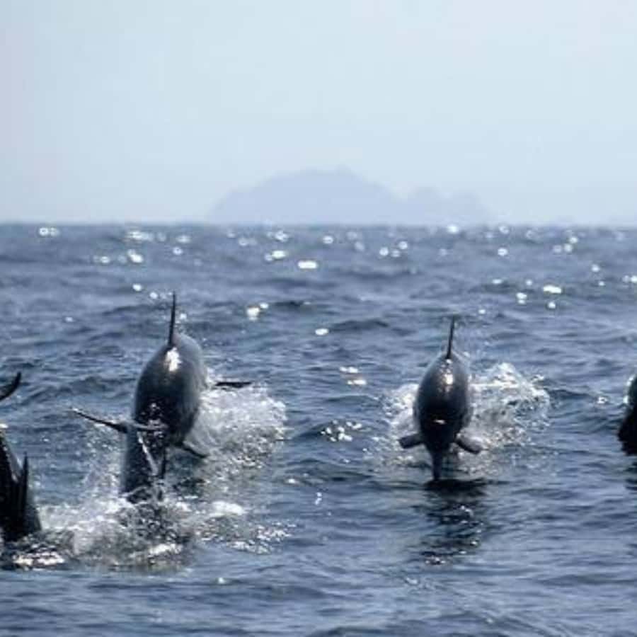 Muscat: Dolphin Watching and Snorkeling Trip - Two Time Slots, 8 a.m. or 10 a.m., and How to Pick