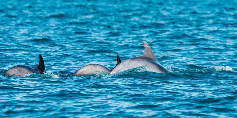 Muscat: Dolphin Watching Boat Amazing Trip - Key Points to Know Before You Go