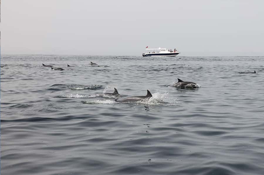 Muscat: Dolphin Watching Boat Amazing Trip - Weather, Seasickness, and When to Be Cautious