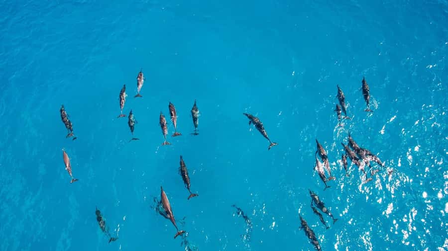 Muscat: Dolphin Watching Boat Amazing Trip - Getting There: Pickup Areas, Parking, and Meeting Point Tips