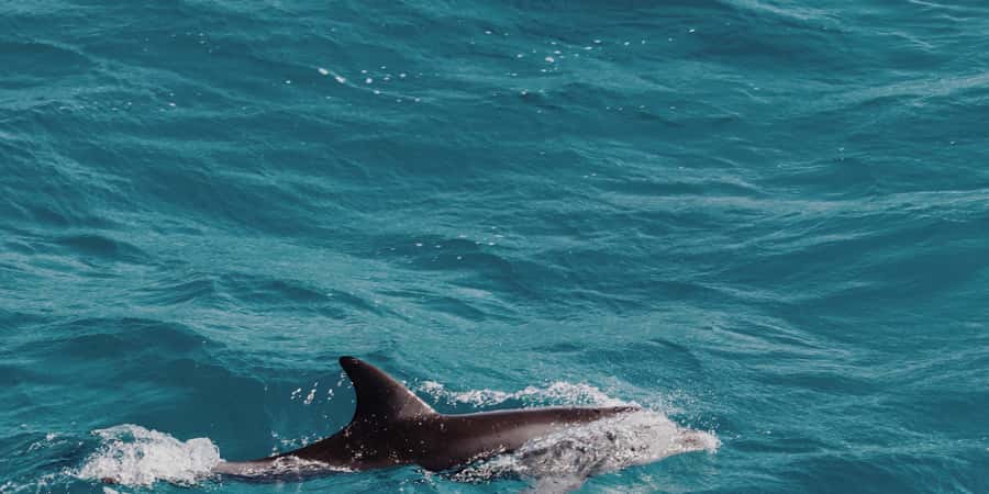 Muscat: Dolphin Watching Boat Tour - Key Highlights You Should Know