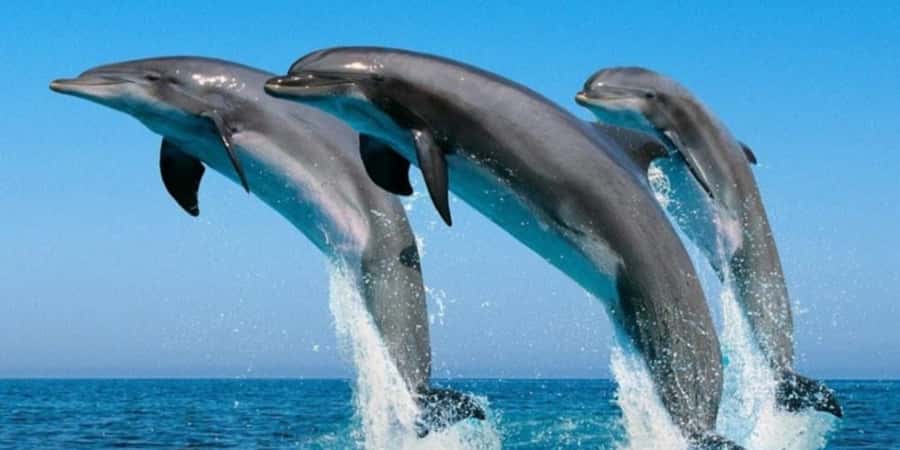 Muscat: Dolphin Watching Boat Tour - Dolphin Watching From Muscat’s Arabian Sea Setup