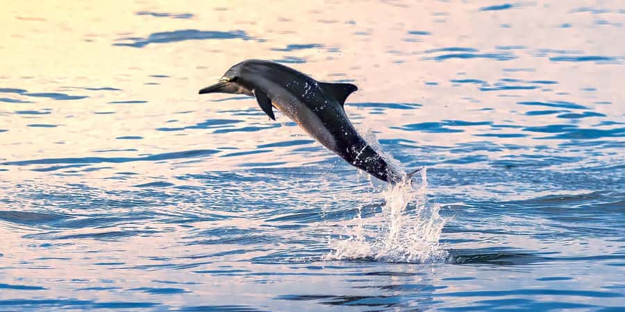 Muscat: Dolphin Watching Boat Tour - The Dolphin Search: What You’re Actually Looking For
