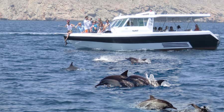 Muscat: Dolphin Watching Boat Tour - Marina Bandar Al Rowdha, Office 10, and How the Day Flows