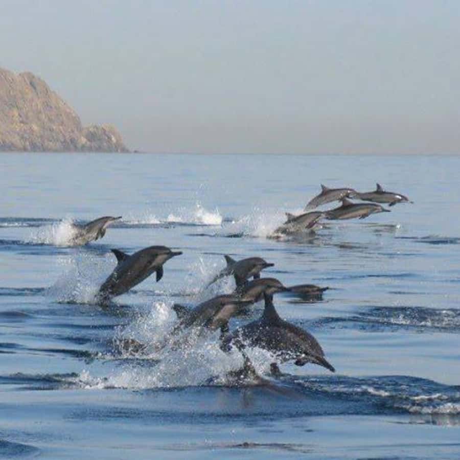 Muscat: Dolphin Watching Boat Trip with Snacks & Local Guide - Key Things To Know Before You Go Dolphin Watching