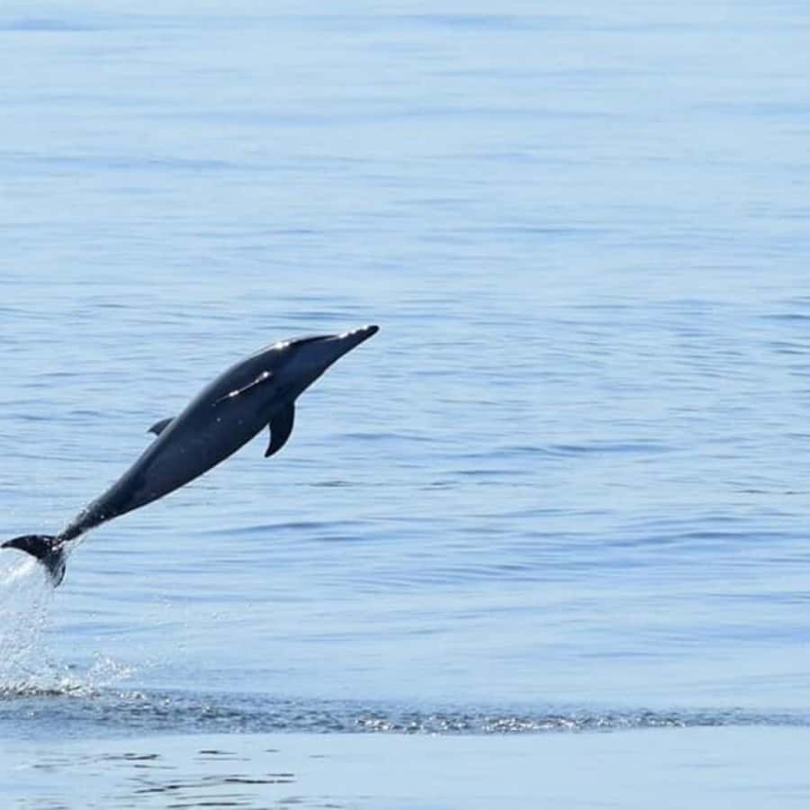 Muscat: Dolphin Watching Boat Trip with Snacks & Local Guide - Pricing and Value: What You Get for $60 Per Person