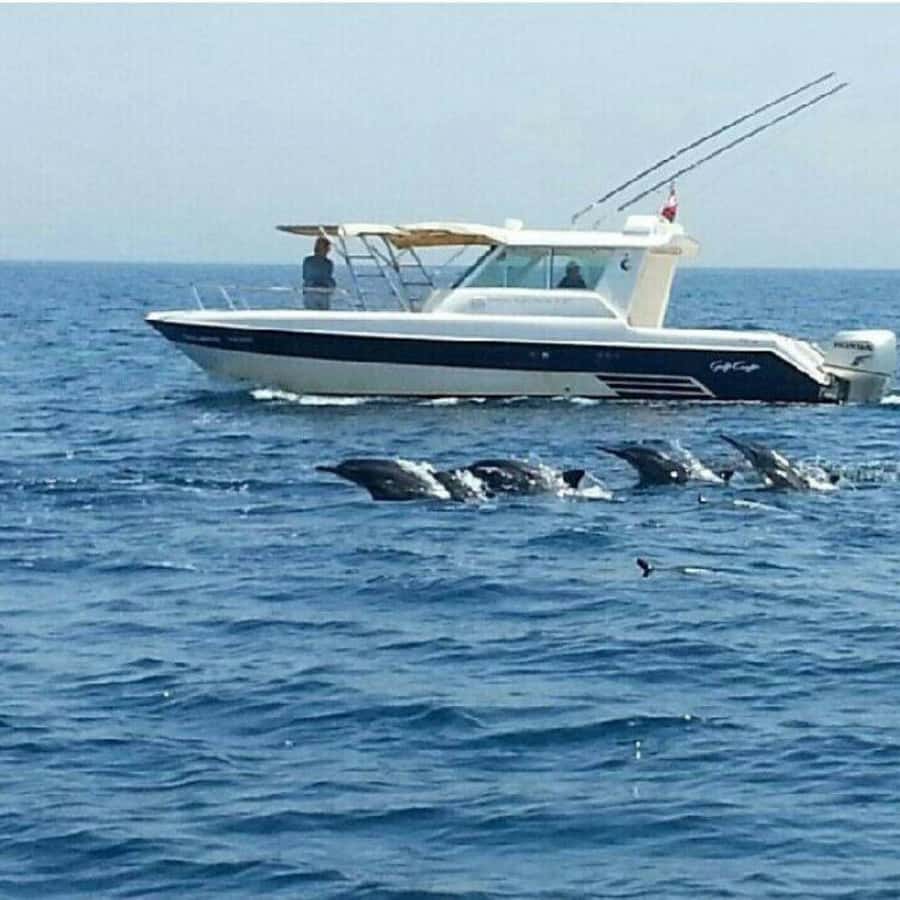 Muscat: Dolphin Watching Boat Trip with Snacks & Local Guide - How the Local Guide Helps You Spot More Than You Think